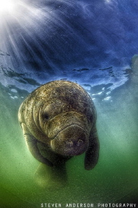 Its that time of the year, the Manatees of South Florida ... by Steven Anderson 
